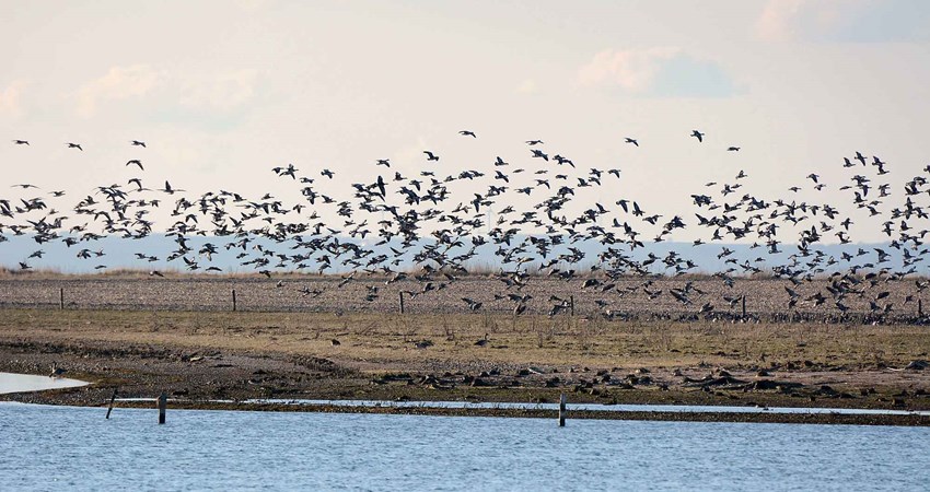 Bramgæs 23.03.16-04hj.jpg