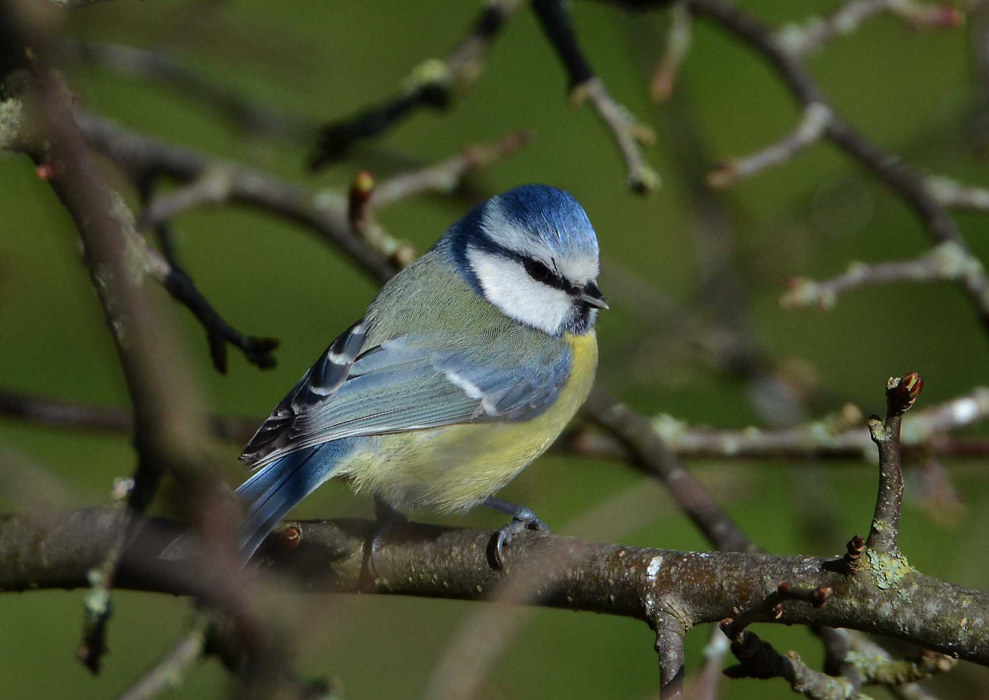 Slider Image